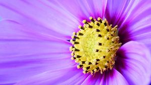 Preview wallpaper flower, petals, macro, purple, yellow