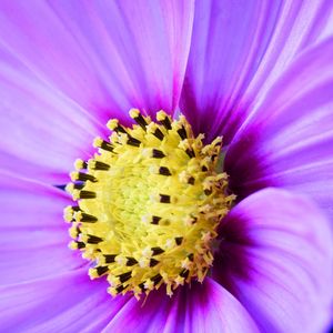 Preview wallpaper flower, petals, macro, purple, yellow