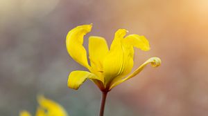 Preview wallpaper flower, petals, macro, blur