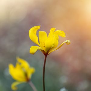 Preview wallpaper flower, petals, macro, blur