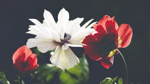 Preview wallpaper flower, petals, macro, red, dark