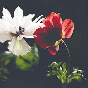 Preview wallpaper flower, petals, macro, red, dark