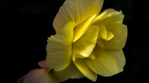 Preview wallpaper flower, petals, macro, yellow, dark