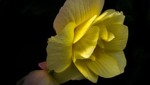 Preview wallpaper flower, petals, macro, yellow, dark