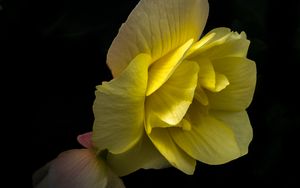 Preview wallpaper flower, petals, macro, yellow, dark