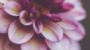 Preview wallpaper flower, petals, macro, plant, purple