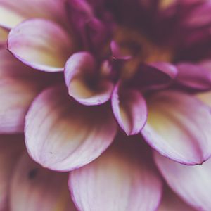 Preview wallpaper flower, petals, macro, plant, purple