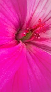 Preview wallpaper flower, petals, macro, pink, bright