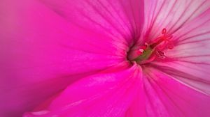 Preview wallpaper flower, petals, macro, pink, bright