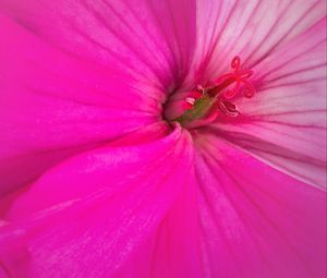 Preview wallpaper flower, petals, macro, pink, bright