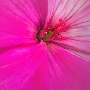 Preview wallpaper flower, petals, macro, pink, bright