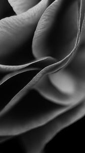 Preview wallpaper flower, petals, macro, black and white