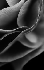 Preview wallpaper flower, petals, macro, black and white