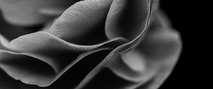 Preview wallpaper flower, petals, macro, black and white