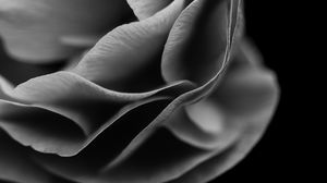 Preview wallpaper flower, petals, macro, black and white