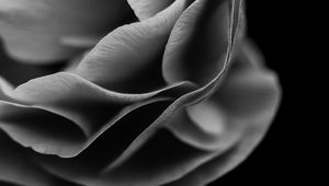 Preview wallpaper flower, petals, macro, black and white