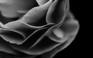 Preview wallpaper flower, petals, macro, black and white