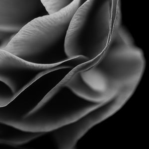 Preview wallpaper flower, petals, macro, black and white