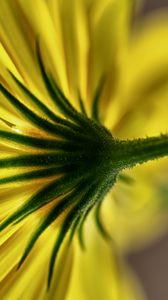 Preview wallpaper flower, petals, macro, yellow, green