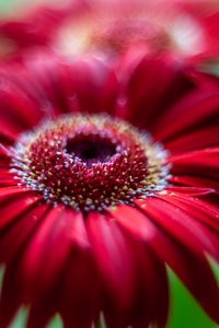 Preview wallpaper flower, petals, macro, blur, red