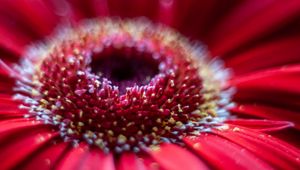 Preview wallpaper flower, petals, macro, blur, red