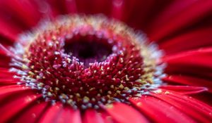 Preview wallpaper flower, petals, macro, blur, red