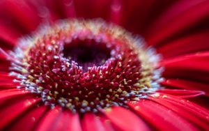 Preview wallpaper flower, petals, macro, blur, red