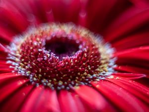 Preview wallpaper flower, petals, macro, blur, red