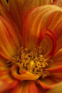 Preview wallpaper flower, petals, macro, yellow, red