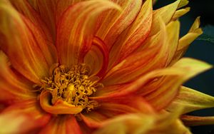 Preview wallpaper flower, petals, macro, yellow, red