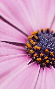 Preview wallpaper flower, petals, macro, stamens, pink