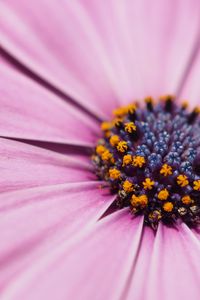 Preview wallpaper flower, petals, macro, stamens, pink