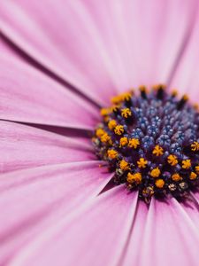 Preview wallpaper flower, petals, macro, stamens, pink