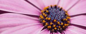 Preview wallpaper flower, petals, macro, stamens, pink