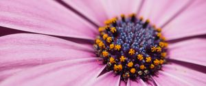 Preview wallpaper flower, petals, macro, stamens, pink