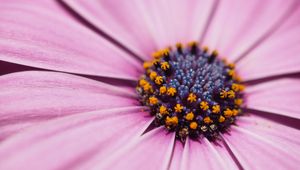 Preview wallpaper flower, petals, macro, stamens, pink