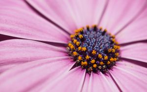 Preview wallpaper flower, petals, macro, stamens, pink