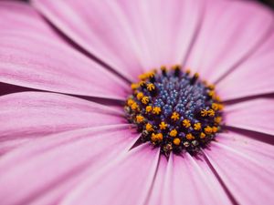 Preview wallpaper flower, petals, macro, stamens, pink