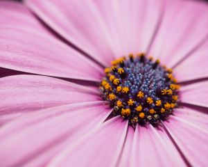 Preview wallpaper flower, petals, macro, stamens, pink