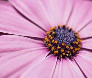 Preview wallpaper flower, petals, macro, stamens, pink