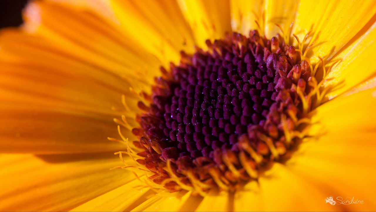 Wallpaper flower, petals, macro, yellow, purple