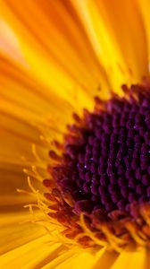 Preview wallpaper flower, petals, macro, yellow, purple