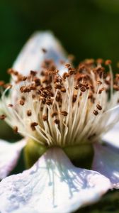 Preview wallpaper flower, petals, macro, pollen