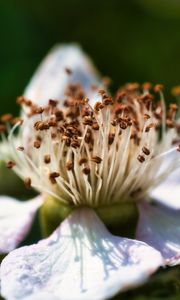 Preview wallpaper flower, petals, macro, pollen