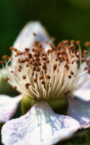 Preview wallpaper flower, petals, macro, pollen