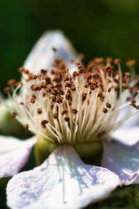 Preview wallpaper flower, petals, macro, pollen