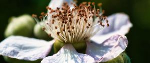 Preview wallpaper flower, petals, macro, pollen