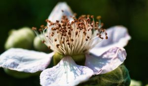 Preview wallpaper flower, petals, macro, pollen