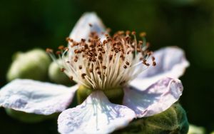 Preview wallpaper flower, petals, macro, pollen