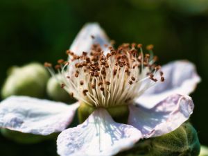 Preview wallpaper flower, petals, macro, pollen